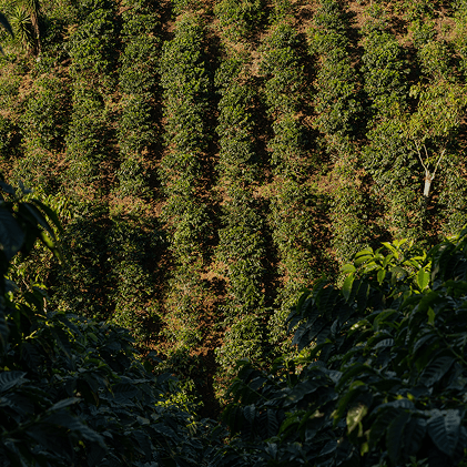 Plantación de café