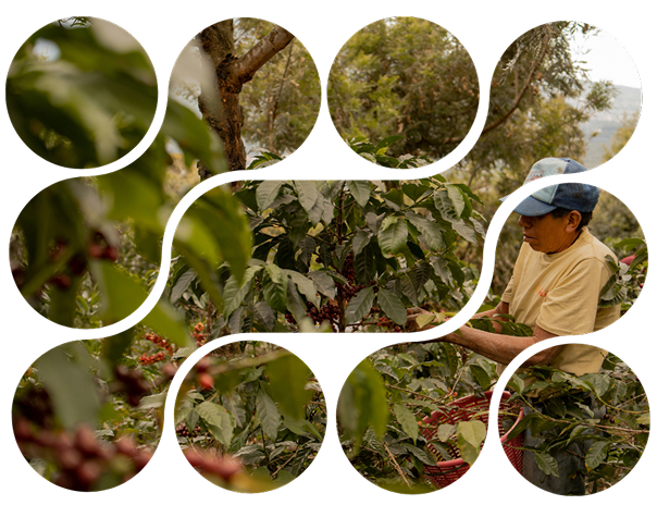 Productores de café en finca