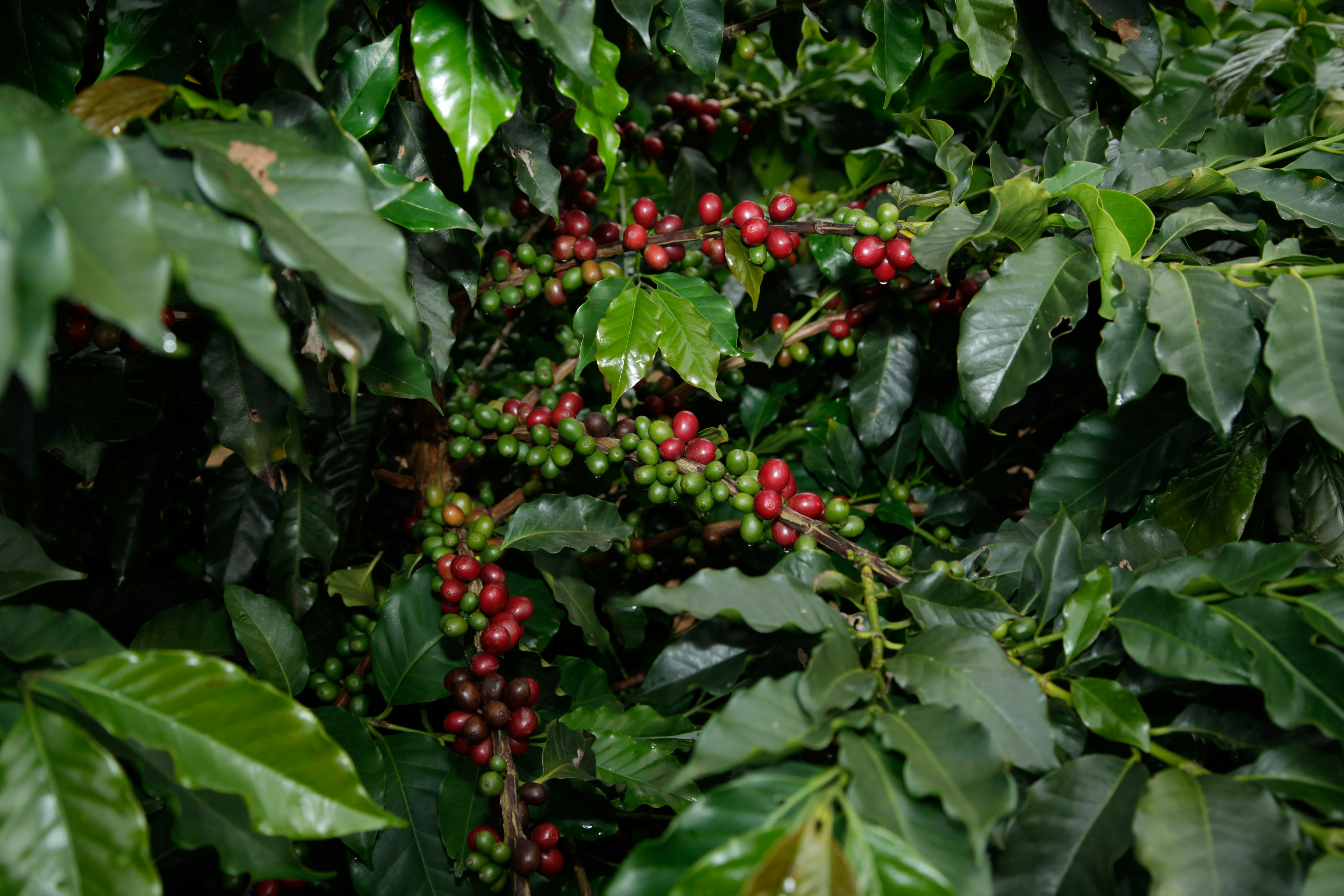 Cultivo de café bajo sombra